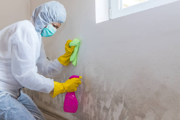 Best Basement Mold Removal  in Fredericktown, MO