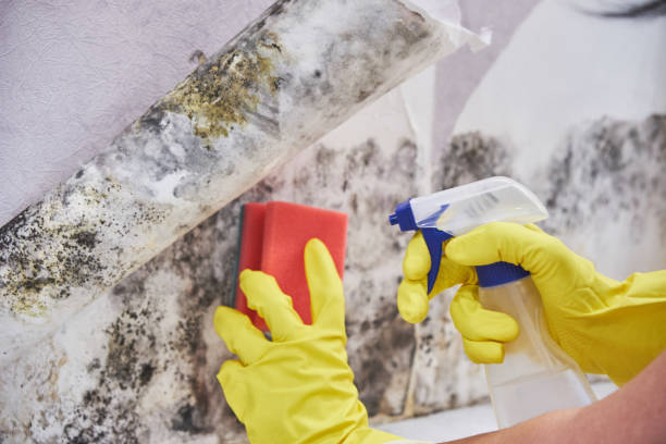 Best Residential Mold Inspection & Testing  in Fredericktown, MO